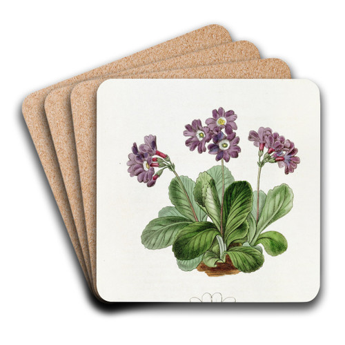 Purple Auricula by Sydenham Edwards Art Drink Coaster set