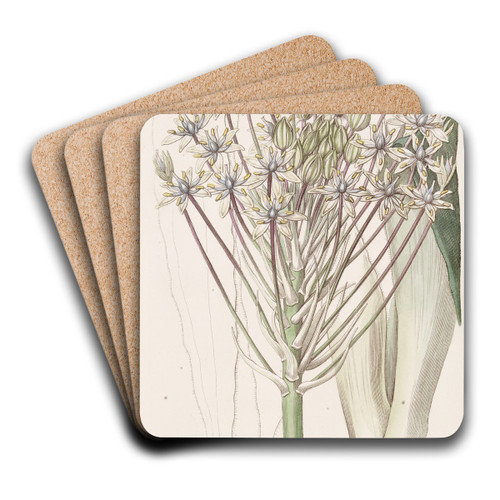 Dingy-flowered Peruvian Squill by Sydenham Edwards Art Drink Coaster set Dingy-flowered Peruvian Squill by Sydenham Edwards Art Drink Coaster set