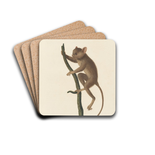 Le Tarsier by Jean-Baptiste Audebert Drink Coasters - set of 4