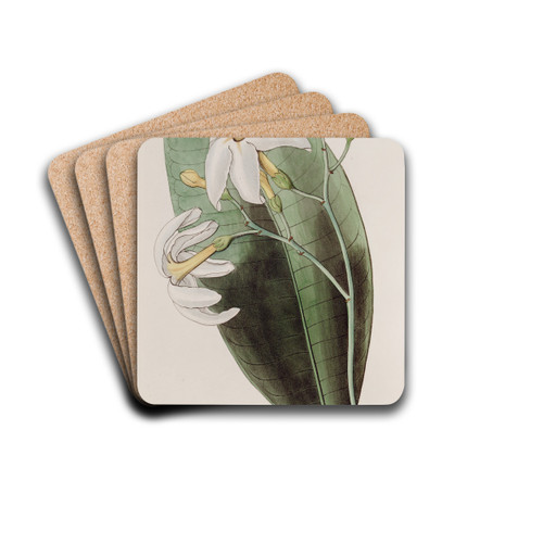 The Forked Tabernaemontana by Sydenham Edwards Drink Coasters - set of 4