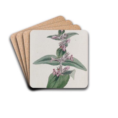 Sage-leaved Stachys by Sydenham Edwards Drink Coasters - set of 4