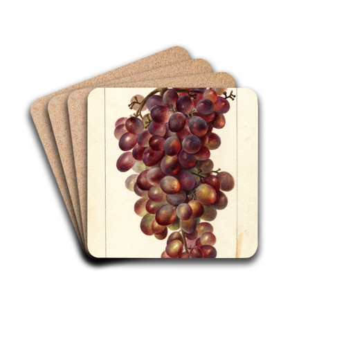 Vitis: Sultanina Rosea by Deborah Griscom Passmore Drink Coasters - set of 4