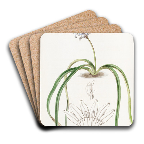 Spike-flowered Hyacinth by Sydenham Edwards Art Drink Coaster set