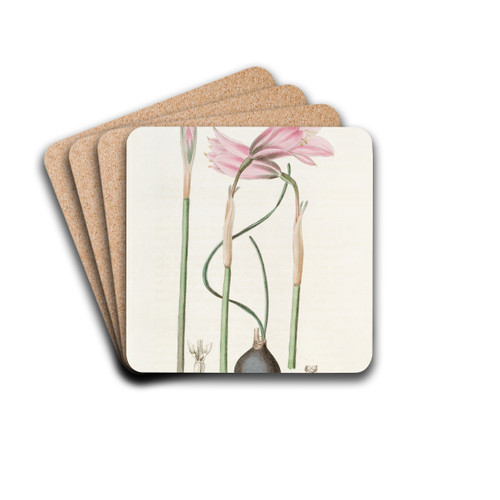 Mr. Booth's Slender-leaved Habranthus by Sydenham Edwards Drink Coasters - set of 4