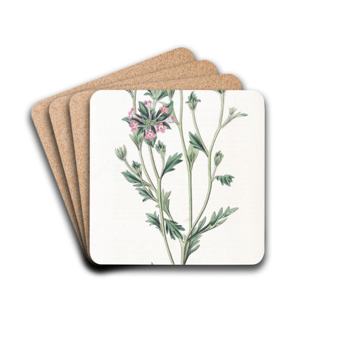 Various-leaved Collomia by Sydenham Edwards Drink Coasters - set of 4