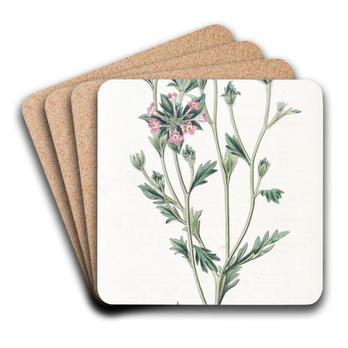Various-leaved Collomia by Sydenham Edwards Art Drink Coaster set Various-leaved Collomia by Sydenham Edwards Art Drink Coaster set