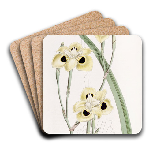 Two-coloured Iris by Sydenham Edwards Art Drink Coaster set