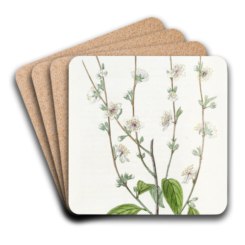 The Single Chinese Plum by Sydenham Edwards Art Drink Coaster set