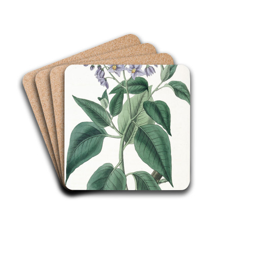 Crimped-leaved Solanum by Sydenham Edwards Drink Coasters - set of 4 Crimped-leaved Solanum by Sydenham Edwards Drink Coasters - set of 4