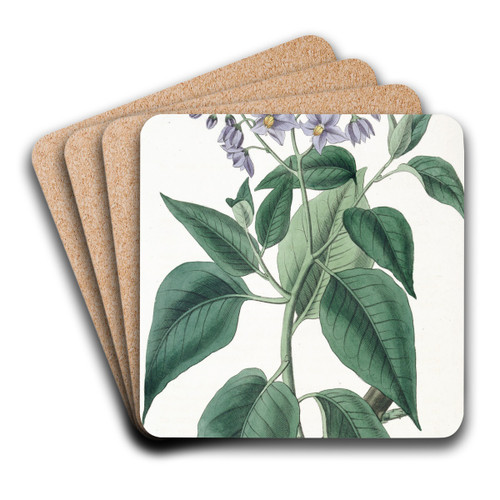 Crimped-leaved Solanum by Sydenham Edwards Art Drink Coaster set Crimped-leaved Solanum by Sydenham Edwards Art Drink Coaster set