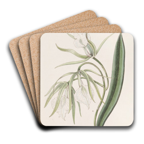 Vein-lipped Brasavola by Sydenham Edwards Art Drink Coaster set