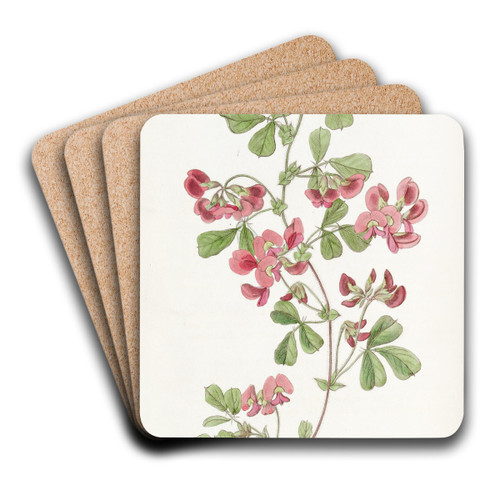 Smooth-leaved Kennedya by Sydenham Edwards Art Drink Coaster set Smooth-leaved Kennedya by Sydenham Edwards Art Drink Coaster set