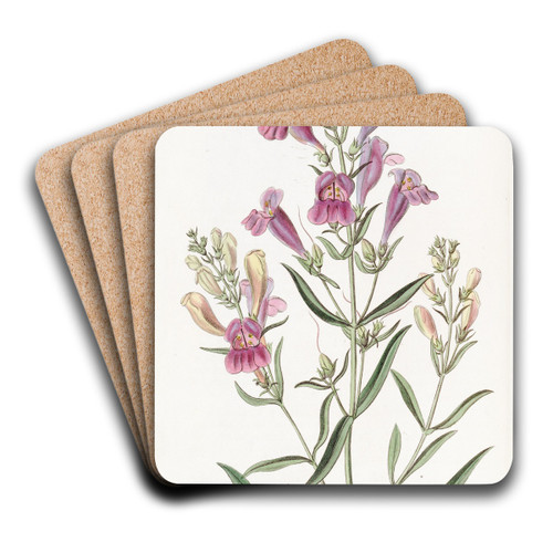 Various-leaved Pentstemon by Sydenham Edwards Art Drink Coaster set