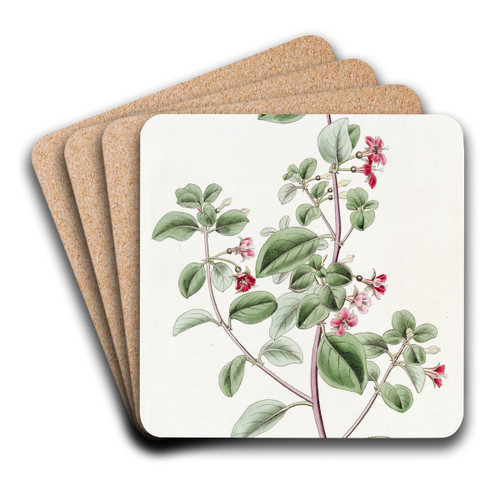 Thyme-leaved Fuchsia by Sydenham Edwards Art Drink Coaster set Thyme-leaved Fuchsia by Sydenham Edwards Art Drink Coaster set