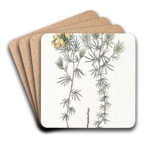 Capitate Gompholobium by Sydenham Edwards Art Drink Coaster set