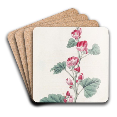 Mr Munro's Mallow by Sydenham Edwards Art Drink Coaster set
