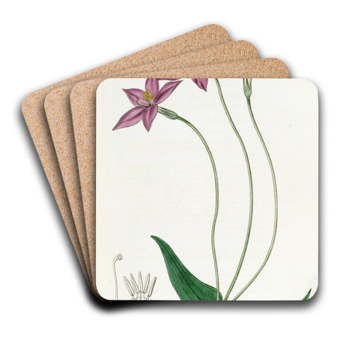 Long-stalked Chironia by Sydenham Edwards Art Drink Coaster set Long-stalked Chironia by Sydenham Edwards Art Drink Coaster set
