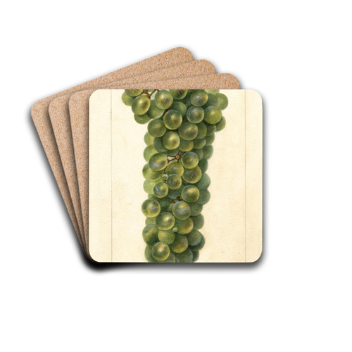 Vitis: Sawignon Vert by Deborah Griscom Passmore Drink Coasters - set of 4