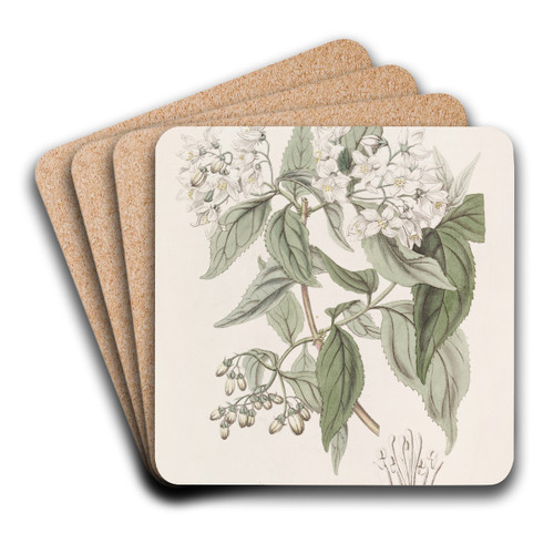 Corymb-flowering Deutzia by Sydenham Edwards Art Drink Coaster set