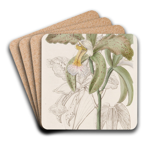 The Duke of Bedford's Rough-lipped Cattleya by Sydenham Edwards Art Drink Coaster set