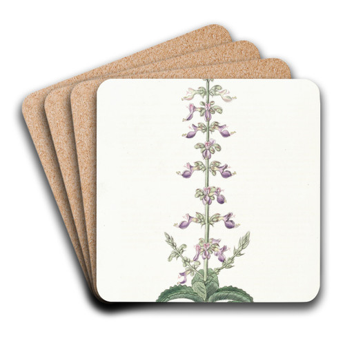 Sweet-scented Coleus by Sydenham Edwards Art Drink Coaster set