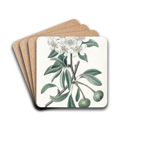 The Snow Pear by Sydenham Edwards Drink Coasters - set of 4