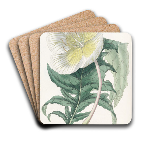 White Upright Evening Primrose by Sydenham Edwards Art Drink Coaster set White Upright Evening Primrose by Sydenham Edwards Art Drink Coaster set