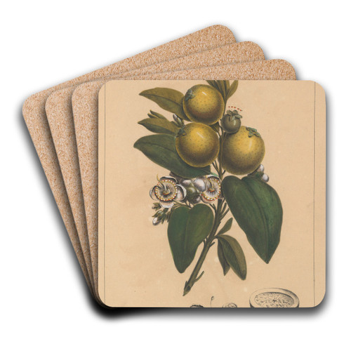 Flore d'Amerique Pl.10 by Etienne Denisse Art Drink Coaster set