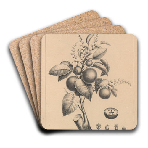 Flore d'Amerique Pl.25 by Etienne Denisse Art Drink Coaster set