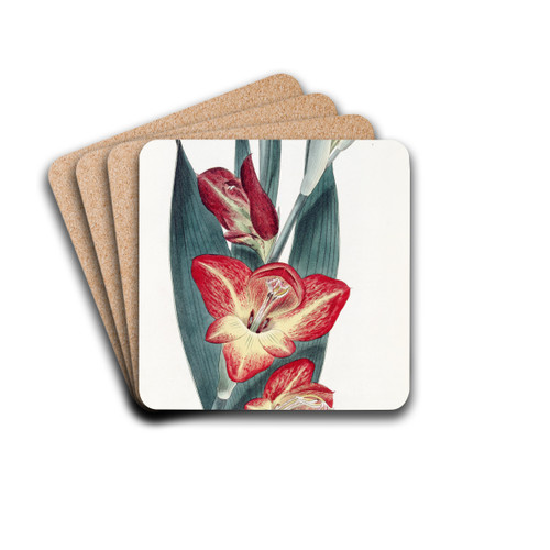The Parrot Gladiole by Sydenham Edwards Drink Coasters - set of 4 The Parrot Gladiole by Sydenham Edwards Drink Coasters - set of 4