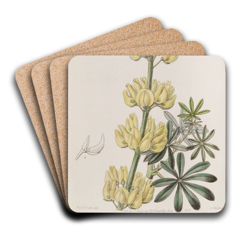 Tree Lupine by Sydenham Edwards Art Drink Coaster set Tree Lupine by Sydenham Edwards Art Drink Coaster set