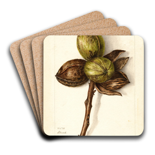 Carya illinoinensis: Stuart by Bertha Heiges Art Drink Coaster set