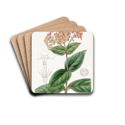 Sweet-scented Rondeletia by Sydenham Edwards Drink Coasters - set of 4