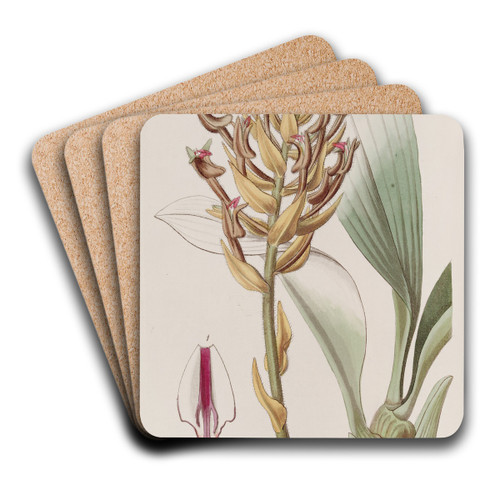 Apricot-coloured Eria by Sydenham Edwards Art Drink Coaster set