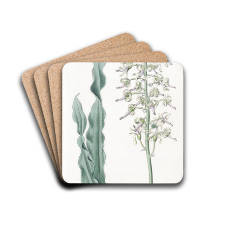 Villous-leaved Drimia by Sydenham Edwards Drink Coasters - set of 4
