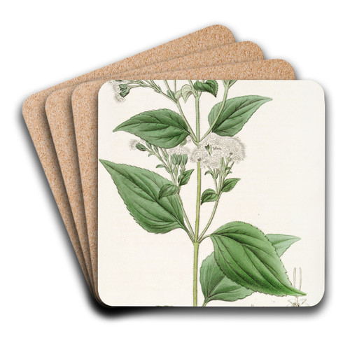 Glandular Eupatorium by Sydenham Edwards Art Drink Coaster set