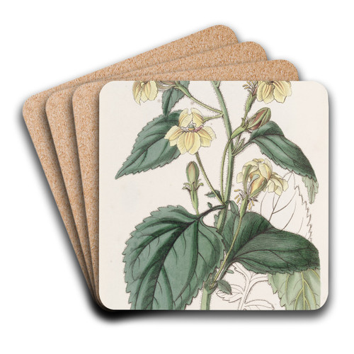 Ovate-leaved Goodenia by Sydenham Edwards Art Drink Coaster set