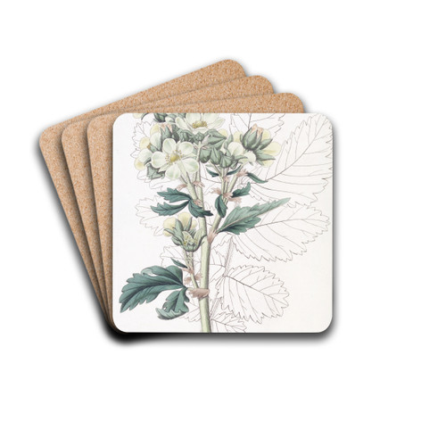 Close-flowered potentilla by Sydenham Edwards Drink Coasters - set of 4