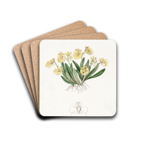 Pigmy Oncidium by Sydenham Edwards Drink Coasters - set of 4