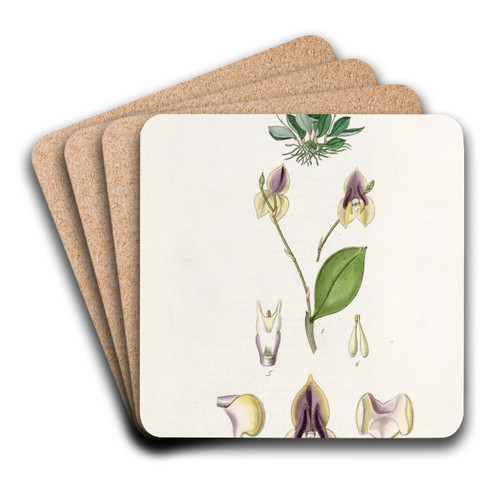 Three-toothed Lepanthes by Sydenham Edwards Art Drink Coaster set