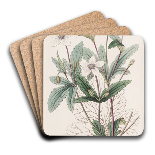 The Rill Anemone by Sydenham Edwards Art Drink Coaster set The Rill Anemone by Sydenham Edwards Art Drink Coaster set