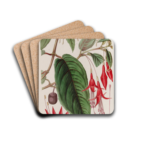 Rooting Fuchsia by Sydenham Edwards Drink Coasters - set of 4