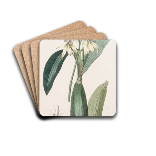 Lance-leaved Epindendrum by Sydenham Edwards Drink Coasters - set of 4
