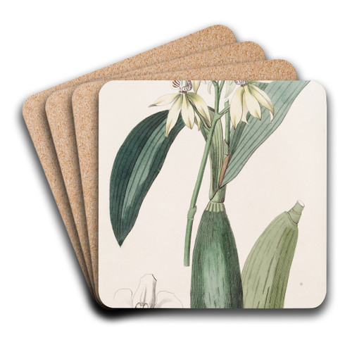 Lance-leaved Epindendrum by Sydenham Edwards Art Drink Coaster set