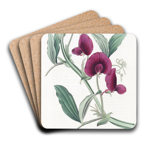 The Tangier Pea by Sydenham Edwards Art Drink Coaster set