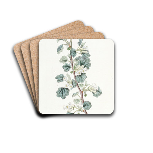 Waxy Currant by Sydenham Edwards Drink Coasters - set of 4