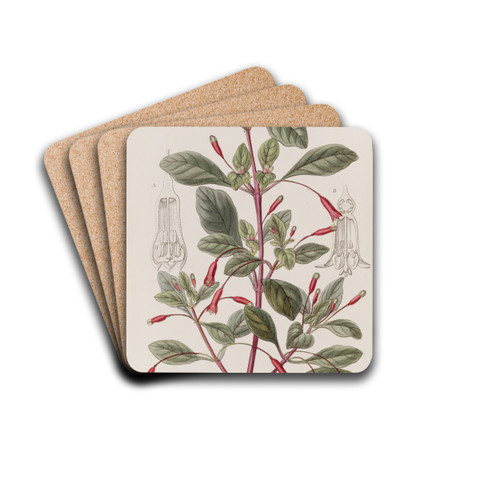 Cyclindrical-flowered Fuchsia by Sydenham Edwards Drink Coasters - set of 4