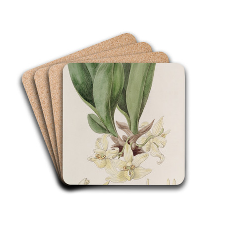 Pale Stenia by Sydenham Edwards Drink Coasters - set of 4