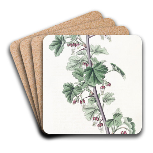 Straggling Gooseberry by Sydenham Edwards Art Drink Coaster set