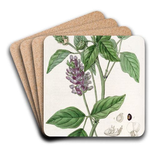 Long-spiked Psoralea by Sydenham Edwards Art Drink Coaster set